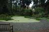 garden scene-2